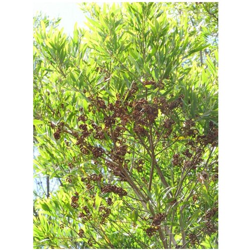      (Acacia melanoxylon), 10  