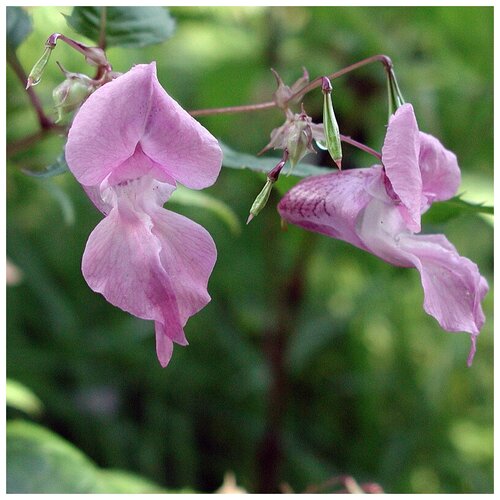   (. Impatiens)  10    -     , -,   