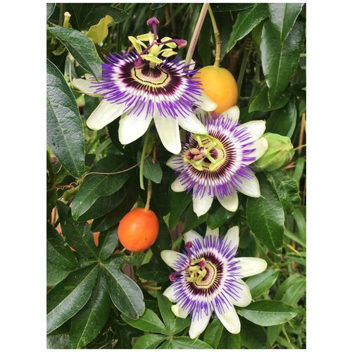    ( ) / Passiflora edulis, 5    -     , -,   