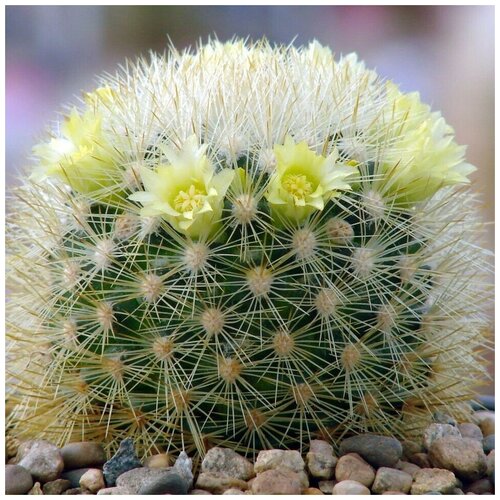      Mammillaria densispina Rog-490 10 .   -     , -,   