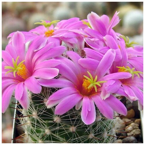      Mammillaria boolii 10 .   -     , -,   