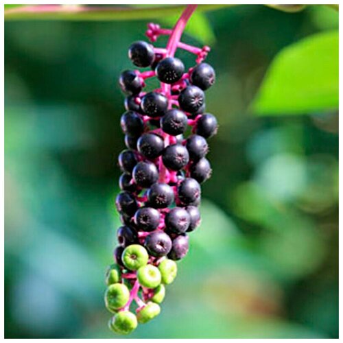    (. Phytolacca Americana)  25   -     , -,   