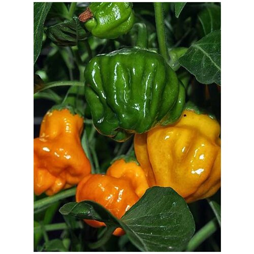     Jamaican hot orange ( ), 5    -     , -,   