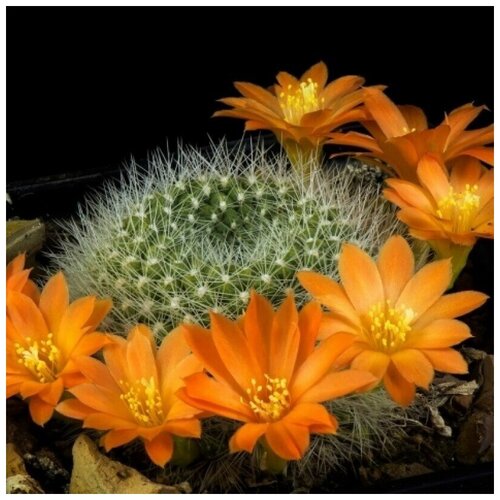      Rebutia edeltraudii RW-66 10 .   -     , -,   