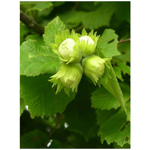     (Corylus avellana), 10    -     , -,   