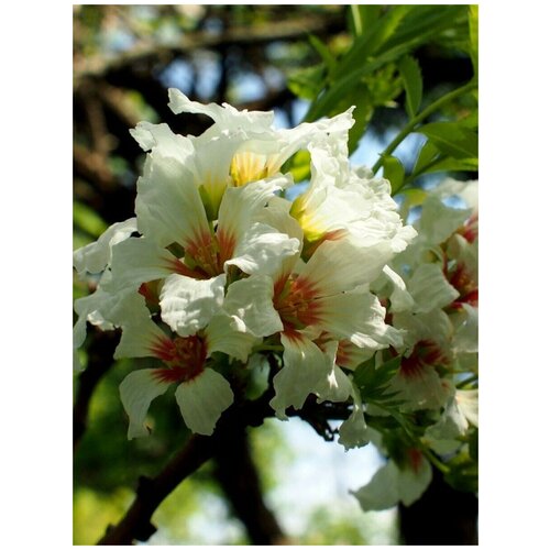     (Xanthoceras sorbifolium), 5    -     , -,   