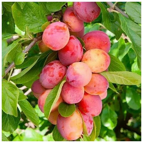    (. Prunus cerasifera)  5   -     , -,   