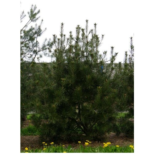     (Pinus bungeana), 10    -     , -,   