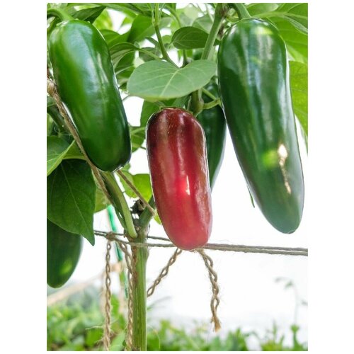     Jalapeno giant red (  ), 5    -     , -,   