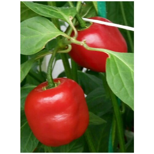     Rocoto red ( ), 5    -     , -,   