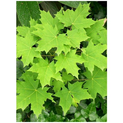     (Acer platanoides), 15    -     , -,   