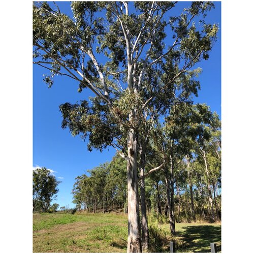     (. Eucalyptus tereticornis)  500   -     , -,   