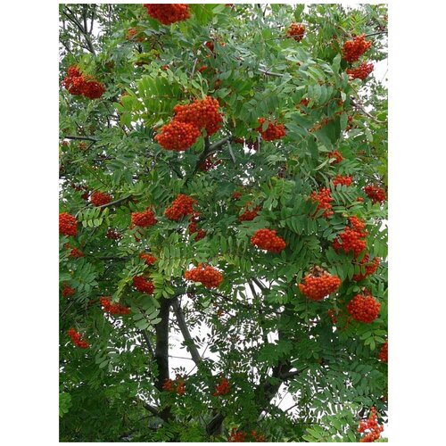     (Sorbus aucuparia), 75    -     , -,   
