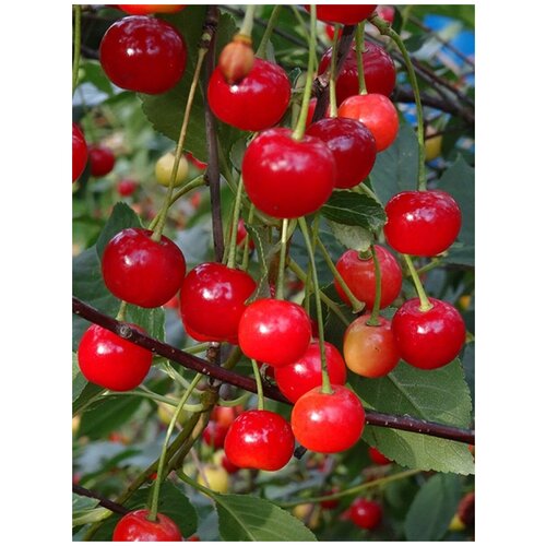       (Prunus cerasus amorel rozovaya), 15    -     , -,   