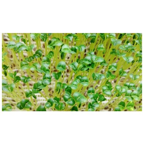    (. Salvia hispanica)  250   -     , -,   