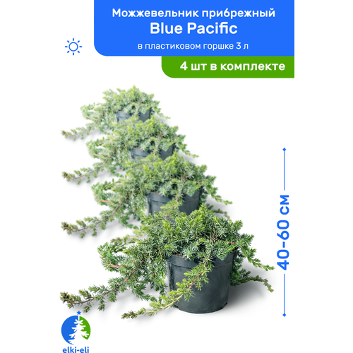    Blue Pacific ( ) 40-60     3 , ,   ,   4    -     , -,   