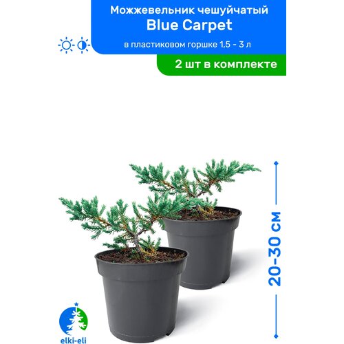     Blue Carpet ( ) 20-30     0,9-3 , ,   ,   2  