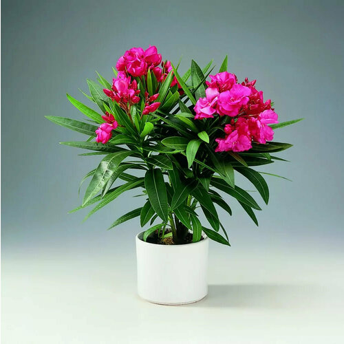       (Nerium oleander) 25  +    -     , -,   