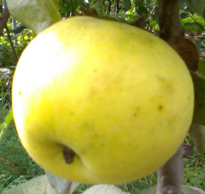 садовая яблоня сорта Победа фото, характеристики, описание, саженцы