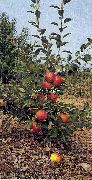 садовая яблоня сорта Айдаред 