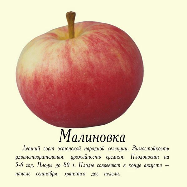садовая яблоня сорта Малиновка фото, характеристики, описание, саженцы