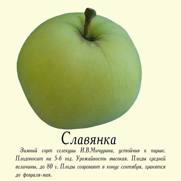 садовая яблоня сорта Славянка фото, характеристики, описание, саженцы