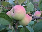 садовая яблоня сорта Аврора 