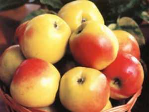 садовая яблоня сорта Память Мичурина фото, характеристики, описание, саженцы