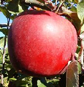 садовая яблоня сорта Энтерпрайз 