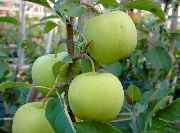 садовая яблоня сорта Коштеля 