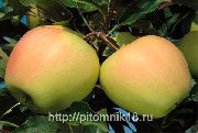садовая яблоня сорта Ренет Поволжья (Ренет Крюднера) 
