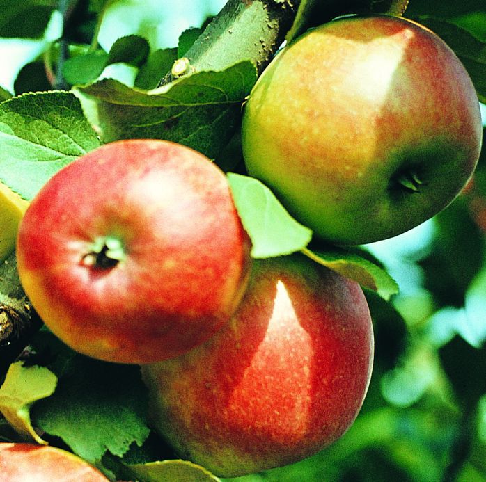 садовая яблоня сорта Рая фото, характеристики, описание, саженцы