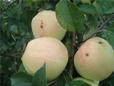 садовая яблоня сорта Рижский голубок (Сеянец Требу) фото, характеристики,описание, саженцы