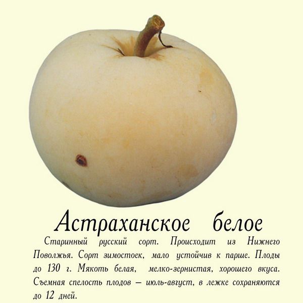 садовая яблоня сорта Астраханское белое фото, характеристики, описание,саженцы