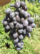 садовый виноград сорта Таврия 