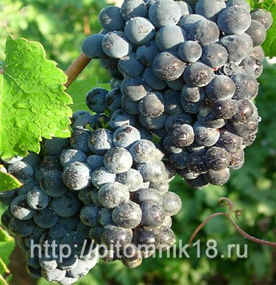 Описание винограда Куйбышевский