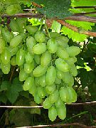садовый виноград сорта Тимур 