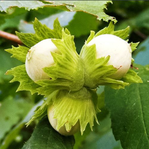 ������ ������ ������ ��������   ����