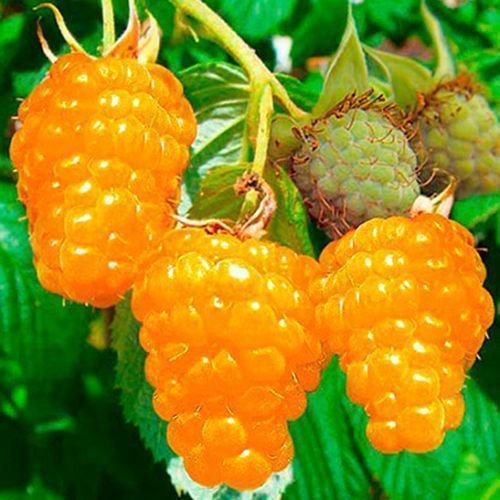 ������ ������ ������ ������������ ������� ������   ����