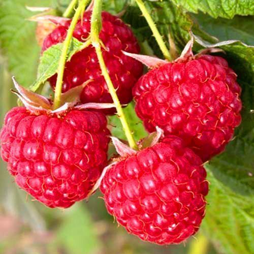 ������ ������ ������ ������������� ��������� �������   ����