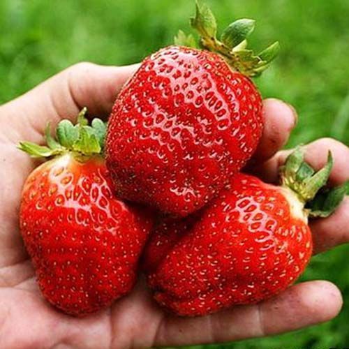 ������ ������ ��������� ������������ (�������������) ����� 10   ����