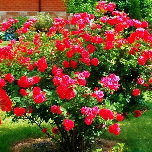 ������ ������ ���� ��������� ��������� ��������   ����