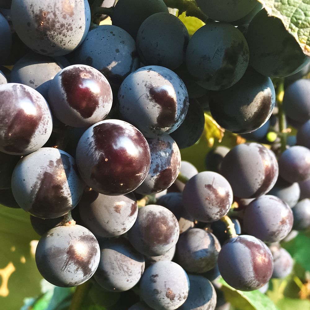 ������ ������ �������� � ��������� ������� ������   ����