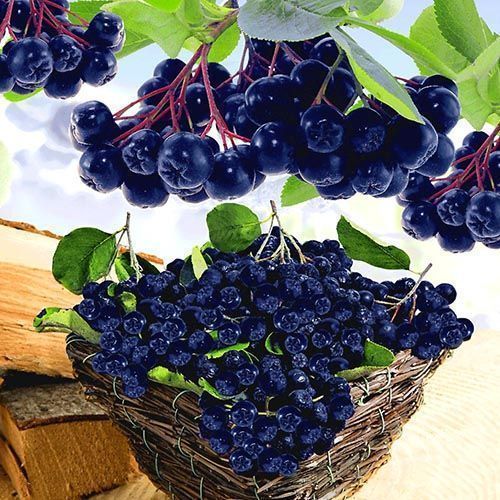 ������ ������ ������ (������������ ������) ������   ����