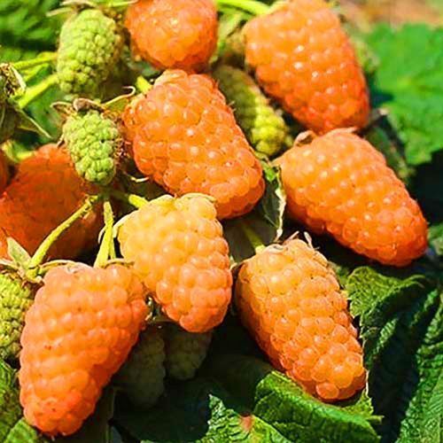 ������ ������ ������ ������������ ��������� ����   ����