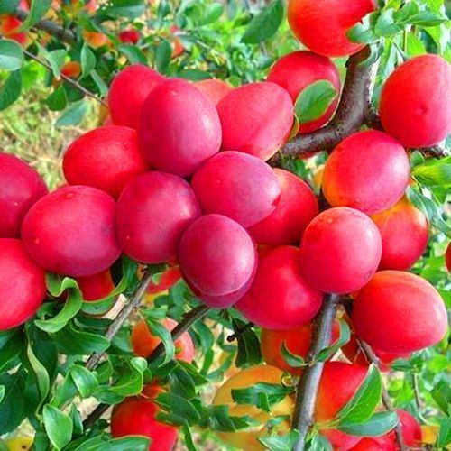 ������ ������ ����� ��������� ������   ����