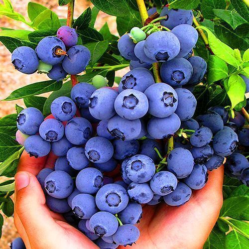 ������ ������ �������� �������   ����