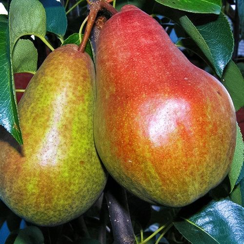 ������ ������ ����� �������� ���������   ����