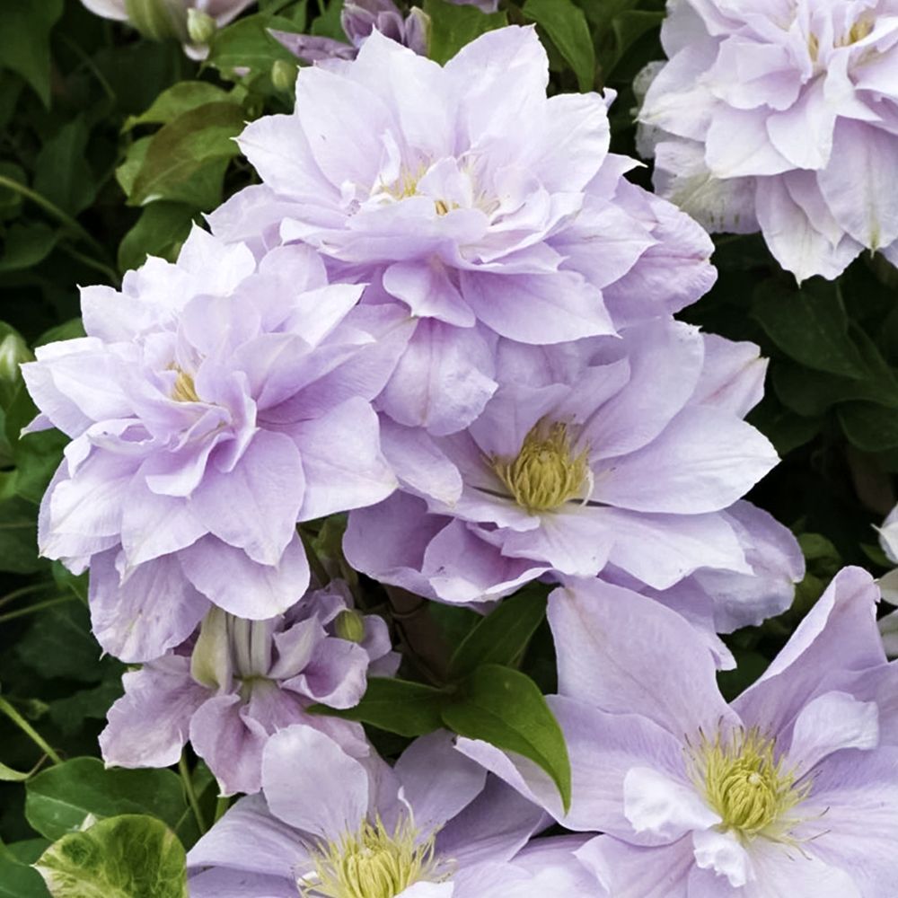 ������ ������ �������� ������������� ����������   ����