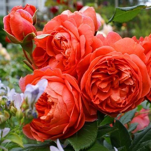 ������ ������ ���� ���������� ������ ����   ����